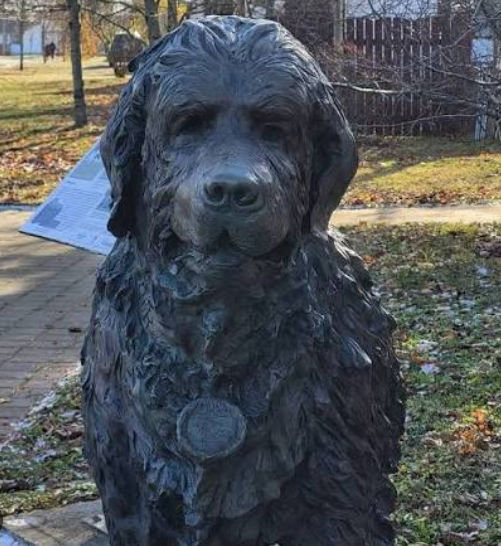 Gander the Newfoundland War Dog Story