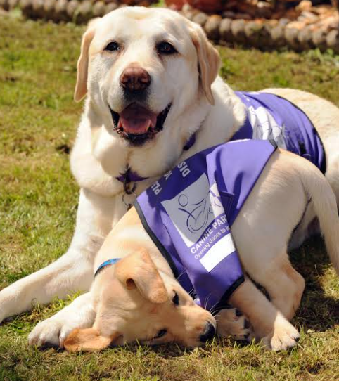 Why Endal Became One of the Most Famous Service Dogs