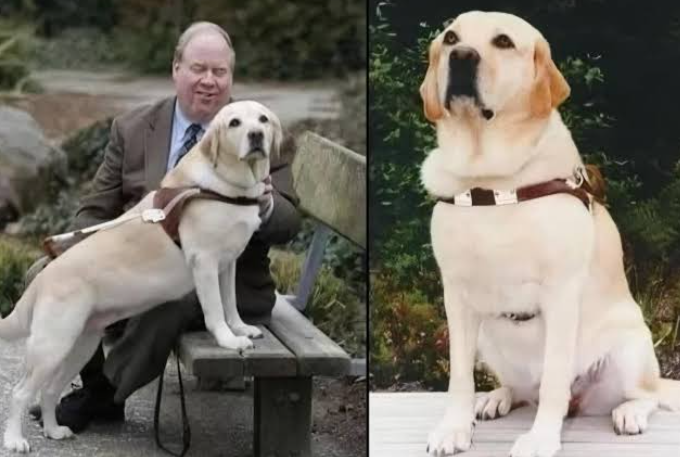 Roselle the Guide Dog and the World Trade Center