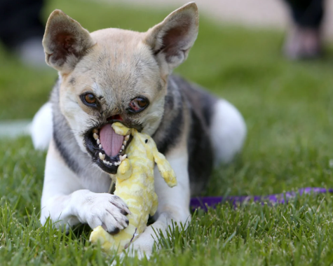 Why Kabang Became a Global Hero Dog