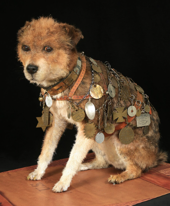 Why Owney Represents Loyalty and Adventure