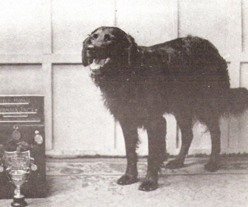 Swansea Jack Rescue Dog Story